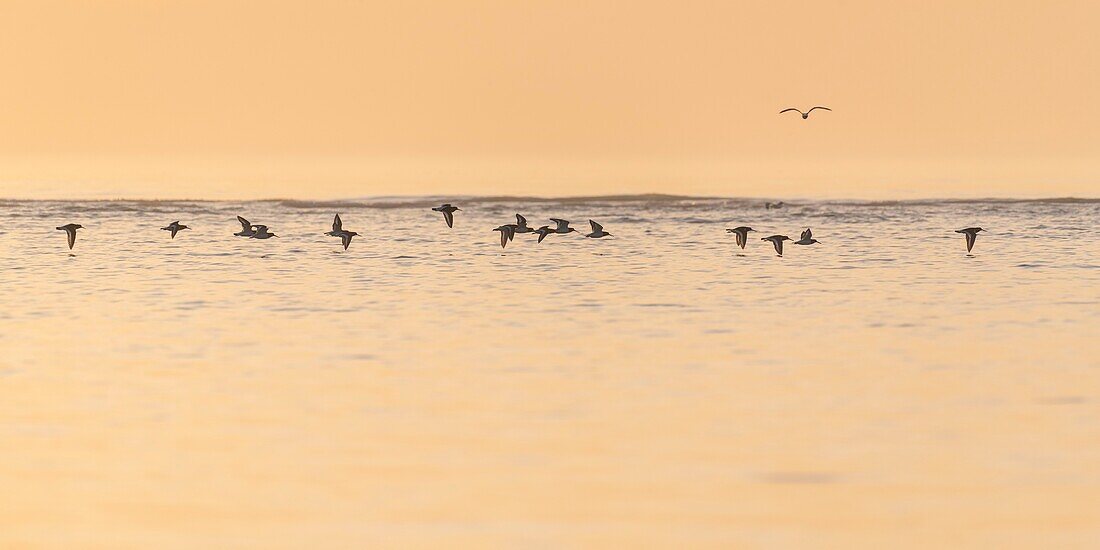 France,Somme,Bay of Somme,La Molliere d'Aval,Cayeux sur Mer,Eurasian Oystercatcher (Haematopus ostralegus) in flight along the shore