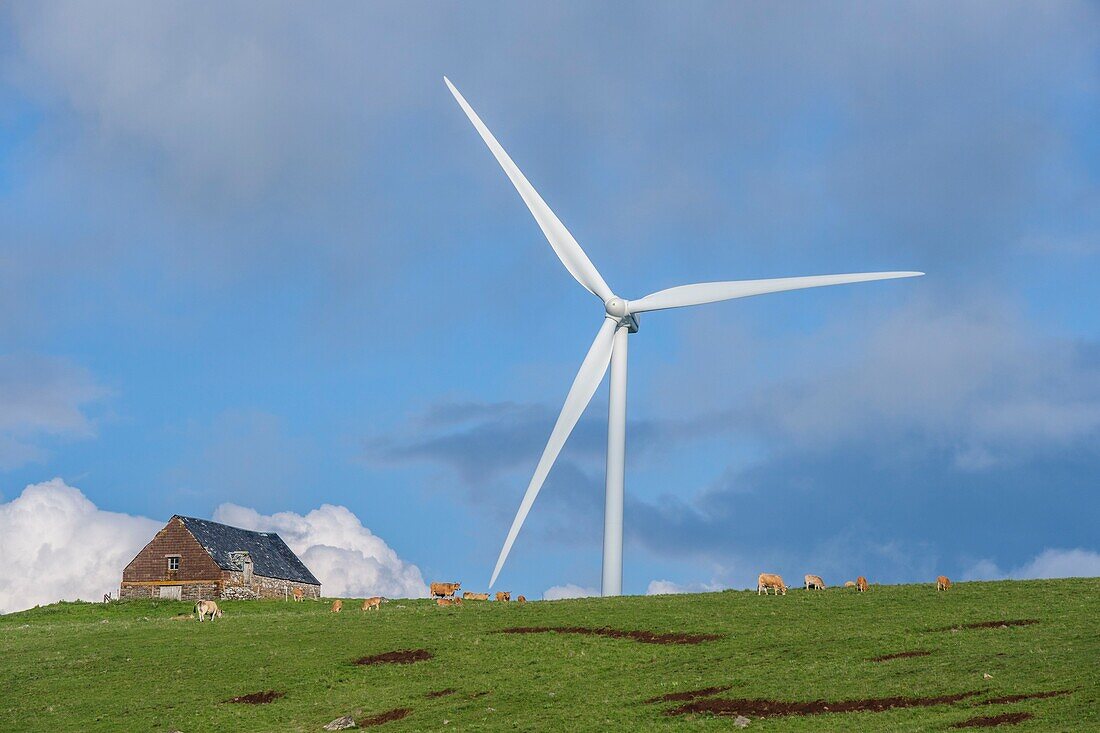 Frankreich,Cantal,Regionaler Naturpark der Vulkane der Auvergne,Hochebene von Cezallier,Windkraftanlage bei Allanche