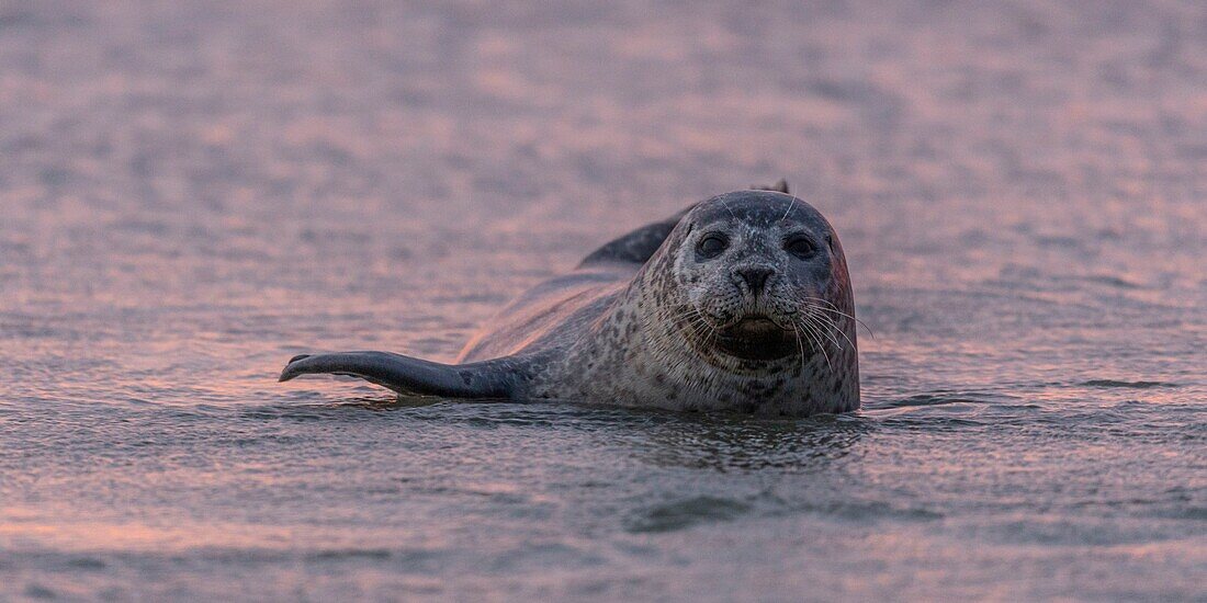 France,Pas de Calais,Cote d'Opale,Authie Bay,Berck sur mer,common seal (Phoca vitulina) resting on sandbanks at low tide