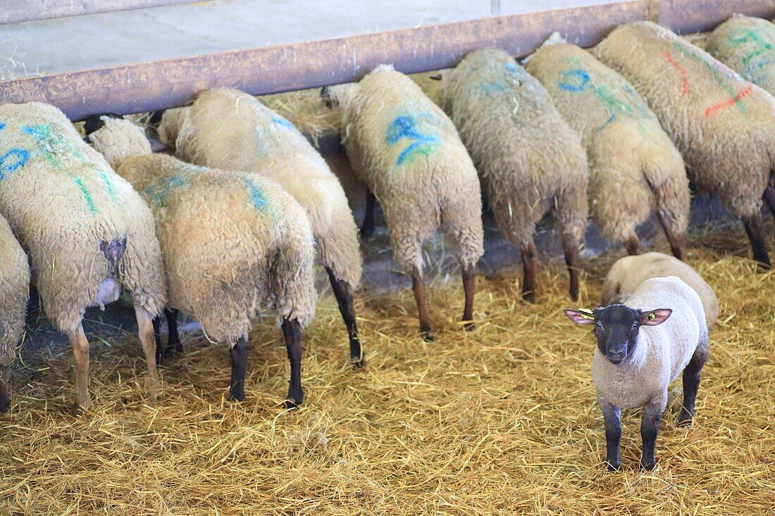 Frankreich,Ille et Vilaine,Smaragdküste,Bucht von Mont Saint Michel,von der UNESCO zum Weltkulturerbe erklärt,Roz sur Couesnon,Pökelfleisch Lamm (g.U.) und Schaf à l' cowshed
