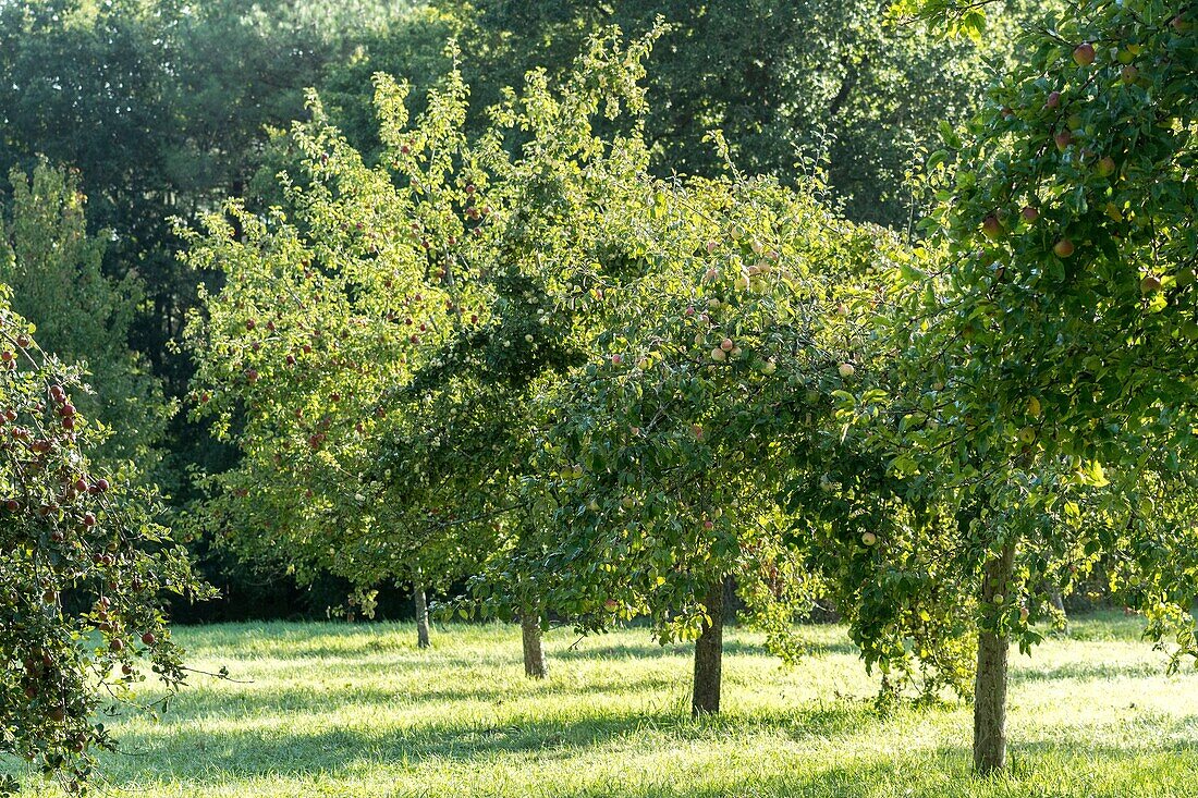 Frankreich,Morbihan,Brech,der Obstgarten des Ecomusee von St-Dégan