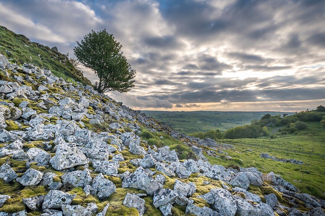 France,Cantal,Regional Natural Park of the Auvergne Volcanoes,Cezallier plateau,landscape near Segur les Villas