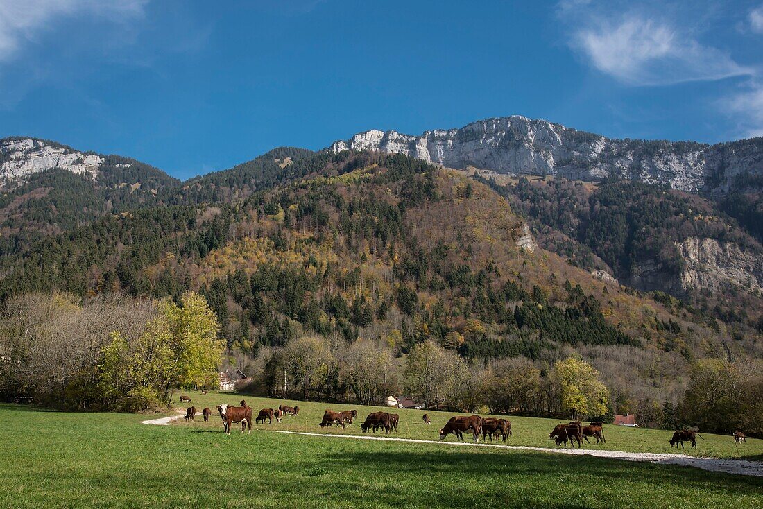 Frankreich,Haute Savoie,Massif des Bornes,Plateau Glieres,Thorens Glieres,Kuhherde zum Weiler Usillon und der Berg Tête