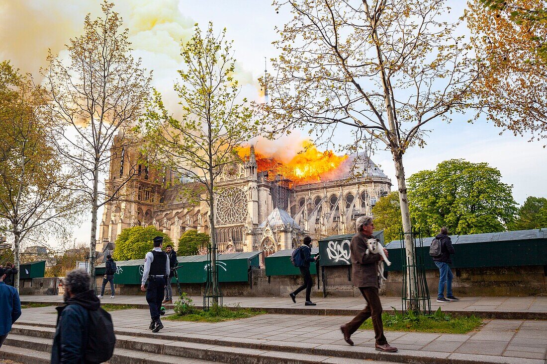 Frankreich,Paris,Gebiet, das von der UNESCO zum Weltkulturerbe erklärt wurde,Kathedrale Notre Dame de Paris,Feuer, das die Kathedrale am 15. April 2019 verwüstet hat