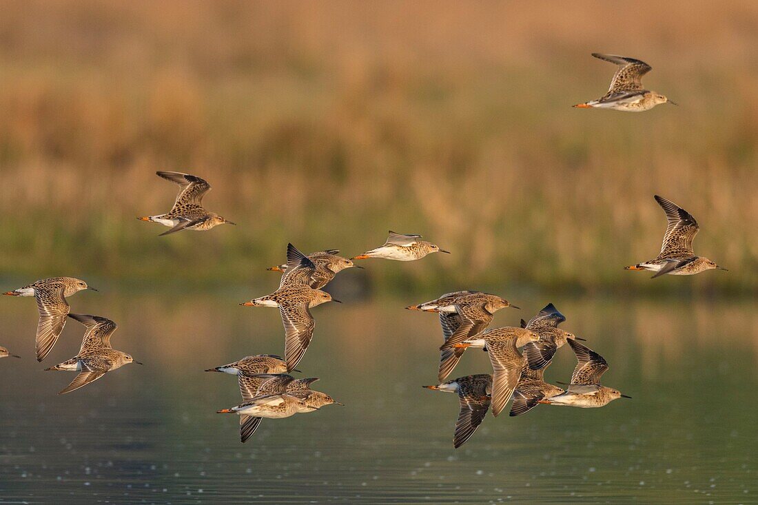 France,Somme,Baie de Somme,Le Crotoy,ruffs (Philomachus pugnax) in the marsh