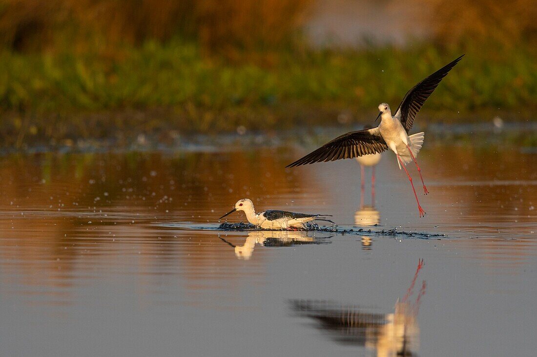 France,Somme,Baie de Somme,Baie de Somme Nature Reserve,Le Crotoy,White Stilt (Himantopus himantopus Black winged Stilt) Territorial Conflict and Fighting