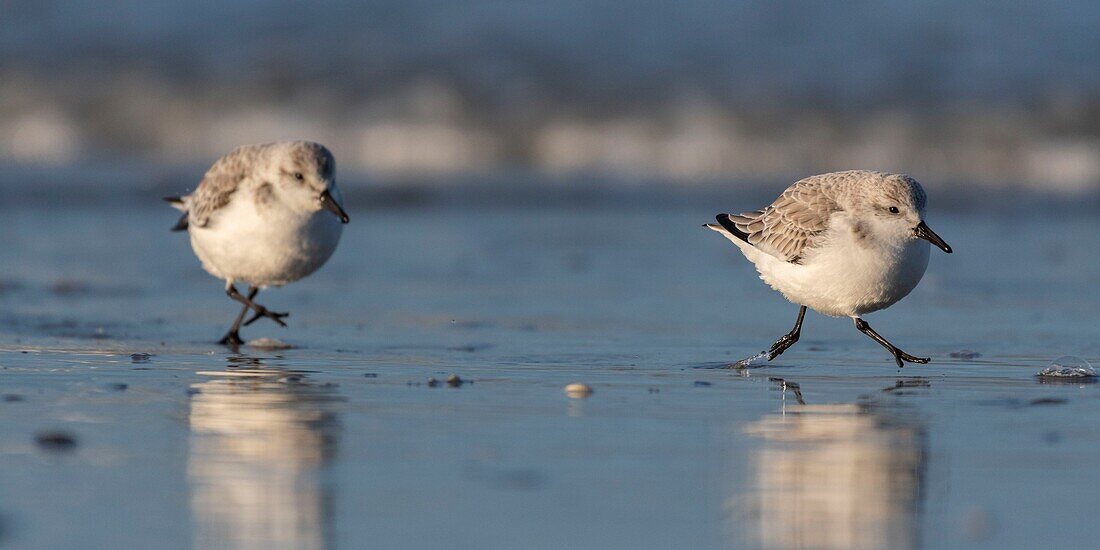 France,Somme,Baie de Somme,Picardy Coast,Quend-Plage,Sanderling (Calidris alba) on the beach,at high tide,sandpipers come to feed in the sea leash