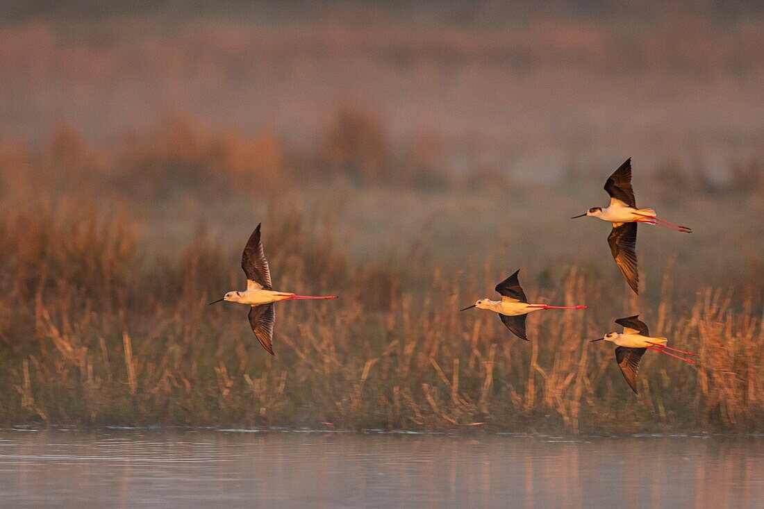 France,Somme,Baie de Somme,Baie de Somme Nature Reserve,Le Crotoy,White Stilt (Himantopus himantopus Black winged Stilt) in flight