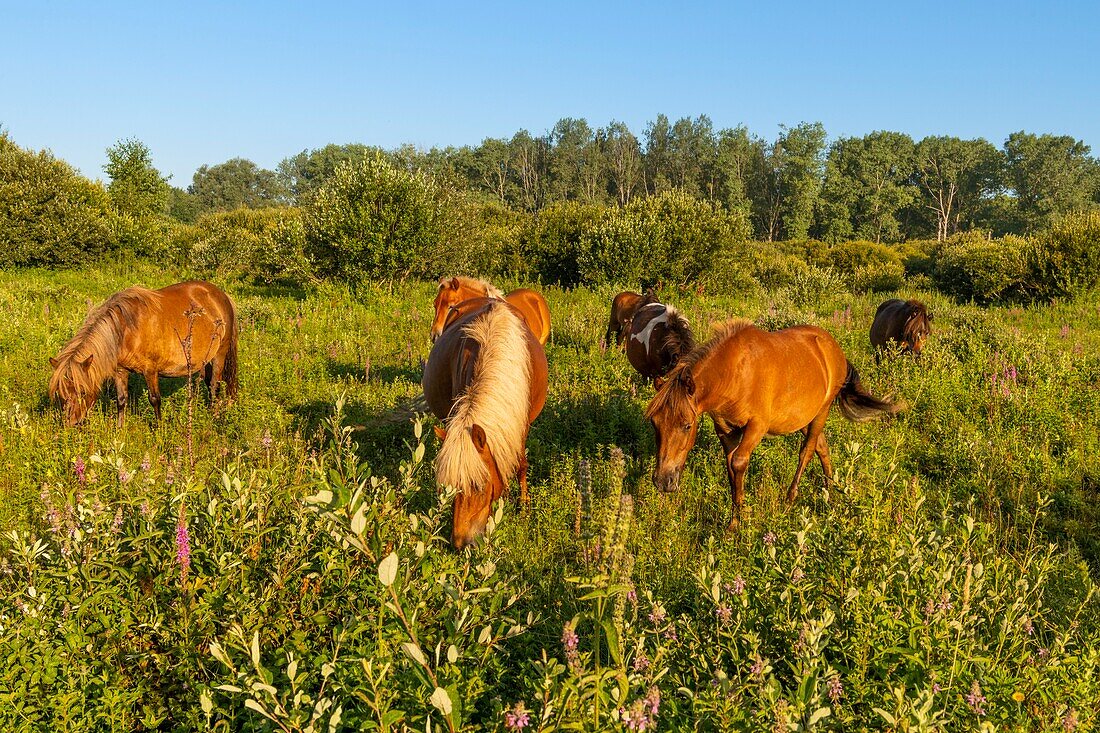 France,Somme,Valley of the Somme,marshes of Epagne-Epagnette,the swamp in the early morning while the fog dissipates,the marsh is populated by ponies for eco-grazing