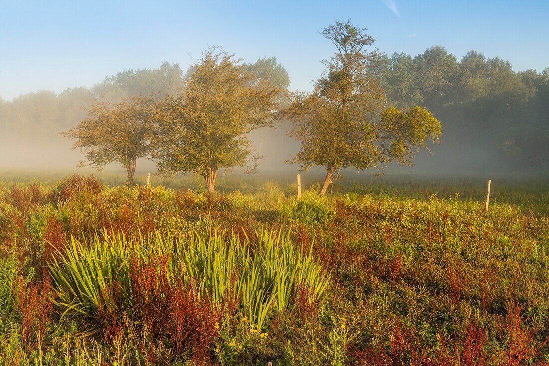 France,Somme,Valley of the Somme,marshes of Epagne-Epagnette,the swamp in the early morning while the fog dissipates,the marsh is populated by ponies for eco-grazing