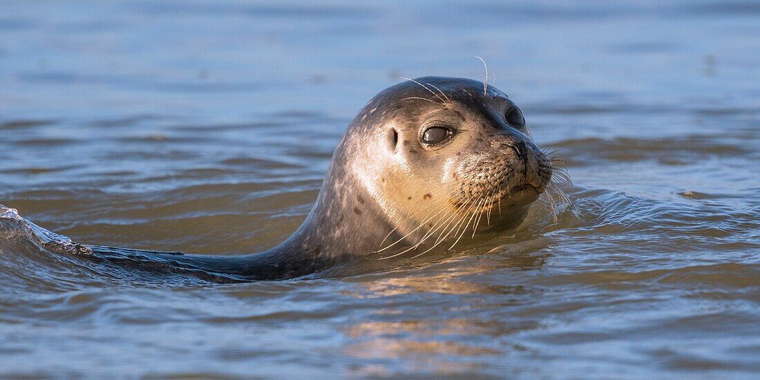 France,Pas de Calais,Cote d'Opale,Authie Bay,Berck sur mer,common seal (Phoca vitulina) swimming