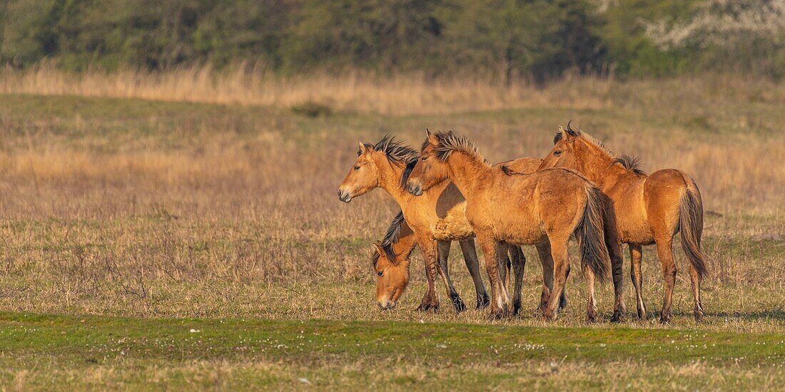 France,Somme,Baie de Somme,Le Crotoy,Henson horses in the Crotoy marsh in the Baie de Somme,this rustic and well adapted horse race was created by the breeders of the Baie de Somme