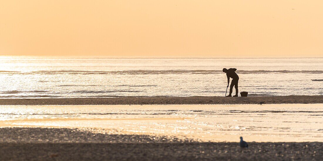 France,Somme,Baie de Somme,La Mollière d'Aval,Cayeux-sur-mer,armed with a pump to suck the bloodworms,fishermen come at low tide to catch bait to catch the fish at sea