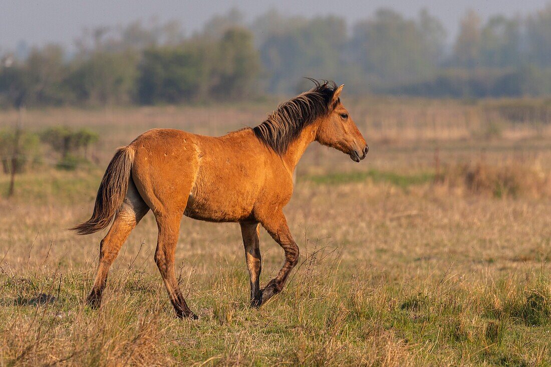 France,Somme,Baie de Somme,Le Crotoy,Henson horses in the Crotoy marsh in the Baie de Somme,this rustic and well adapted horse race was created by the breeders of the Baie de Somme