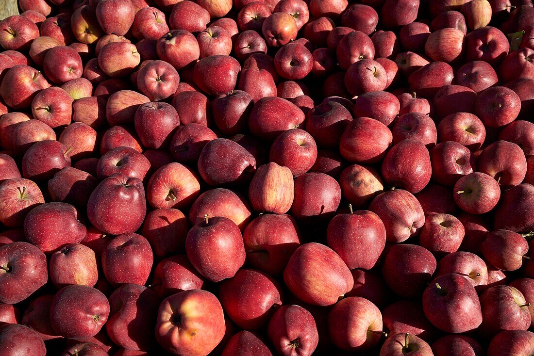 France,Tarn et Garonne,Montauban,SCEA,from Seignouret,fruit prodcutor,La Paillote,Dominique and Jean Marc Chailan,apple rubinette