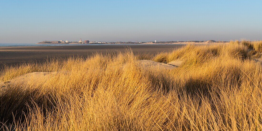 Frankreich,Somme,Bucht von Authie,Fort-Mahon,die Dünen von Marquenterre,südlich der Bucht von Authie,Berck-sur-mer im Hintergrund