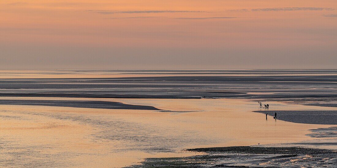 Frankreich,Somme,Baie de Somme,Le Crotoy,das Panorama auf der Baie de Somme bei Sonnenuntergang, während eine Gruppe junger Fischer mit ihrem großen Netz die grauen Garnelen fängt (haveneau)