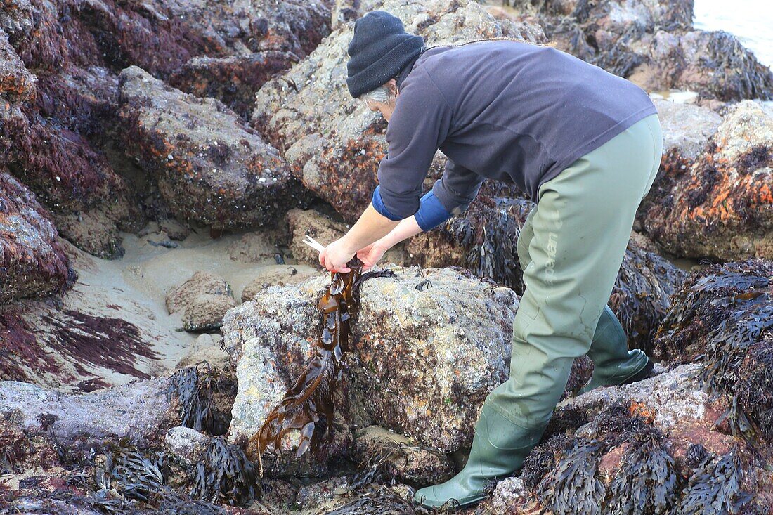 France,Ille et Vilaine,Emerald Coast,Saint Lunaire,seaweed scissoring on the beach during high tides to turn them into gourmet products and sell them under the Alg'Emeraude brand