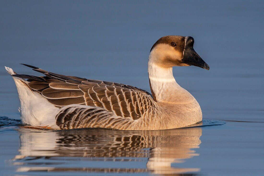 France,Somme,Baie de Somme,Le Crotoy,Crotoy Marsh,Swan Goose (Chinese goose,Guinea goose,Anser cygnoides) escaped from a farm and found refuge in the Crotoy marsh