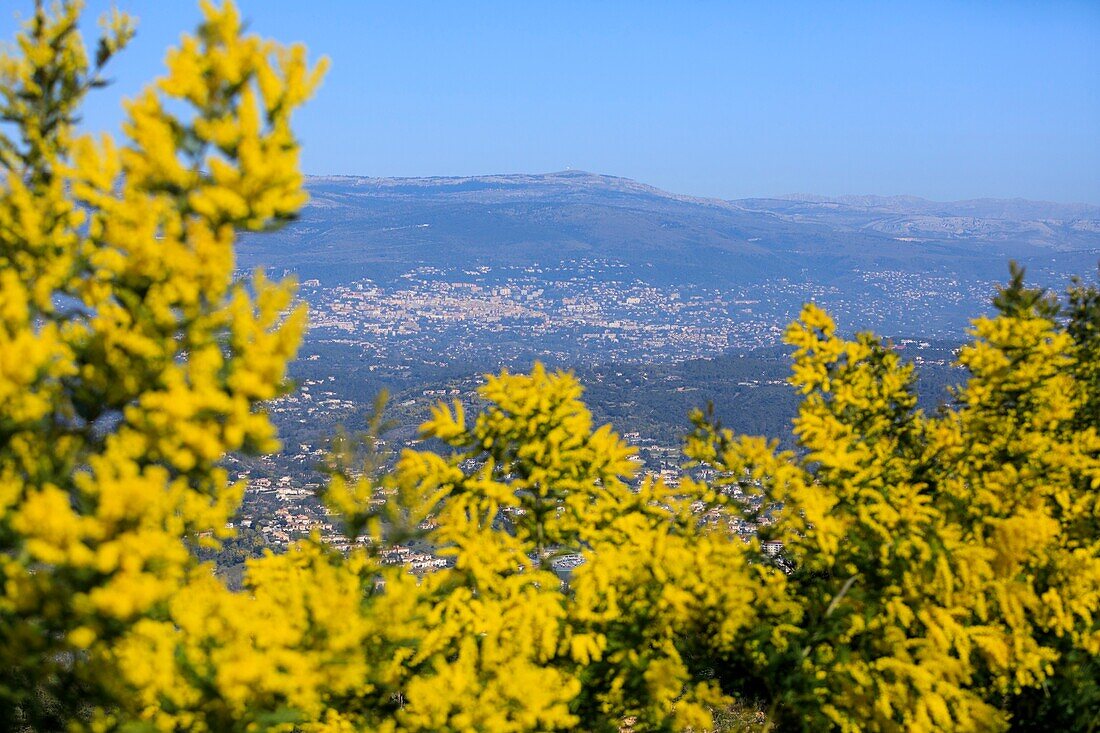 Frankreich,Alpes-Maritimes,Pegomas,Vallon de l'Estreille,Der Hügel von Mimosas Familie Reynaud,Grasse im Hintergrund
