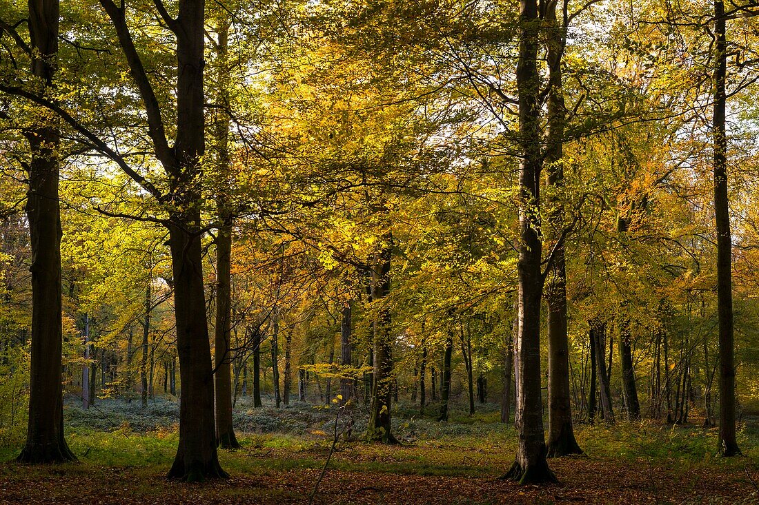 France,Somme,Crécy Forest,Crécy-en-Ponthieu,The Crécy Forest and its beeches famous for the quality of their wood (The white beech of Crécy),early autumn