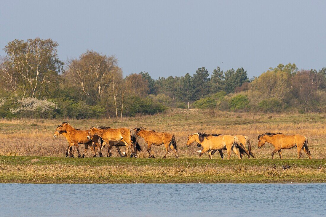 France,Somme,Baie de Somme,Le Crotoy,Henson horses in the Crotoy marsh in the Baie de Somme,this rustic and well adapted horse race was created by the breeders of the Baie de Somme