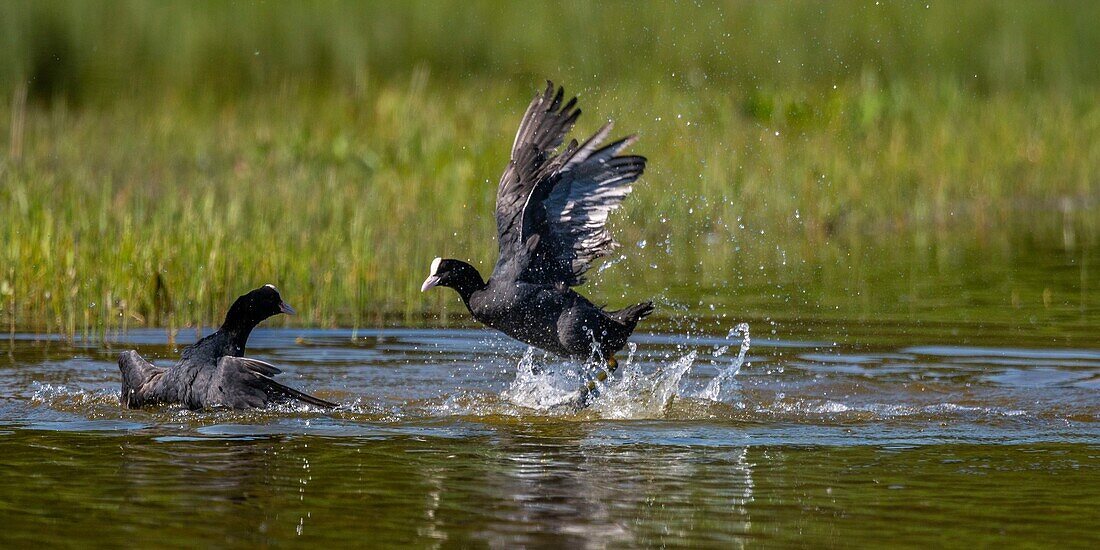 France,Somme,Bay of Somme,Natural Reserve of the Bay of Somme,Saint-Quentin-en-Tourmont,Ornithological Park of Marquenterre,Fight between Coot (Fulica atra - Eurasian Coot): when the coots are settling for breeding in the spring,conflicts are numerous for the defense of the territory with individuals who have not found a companion