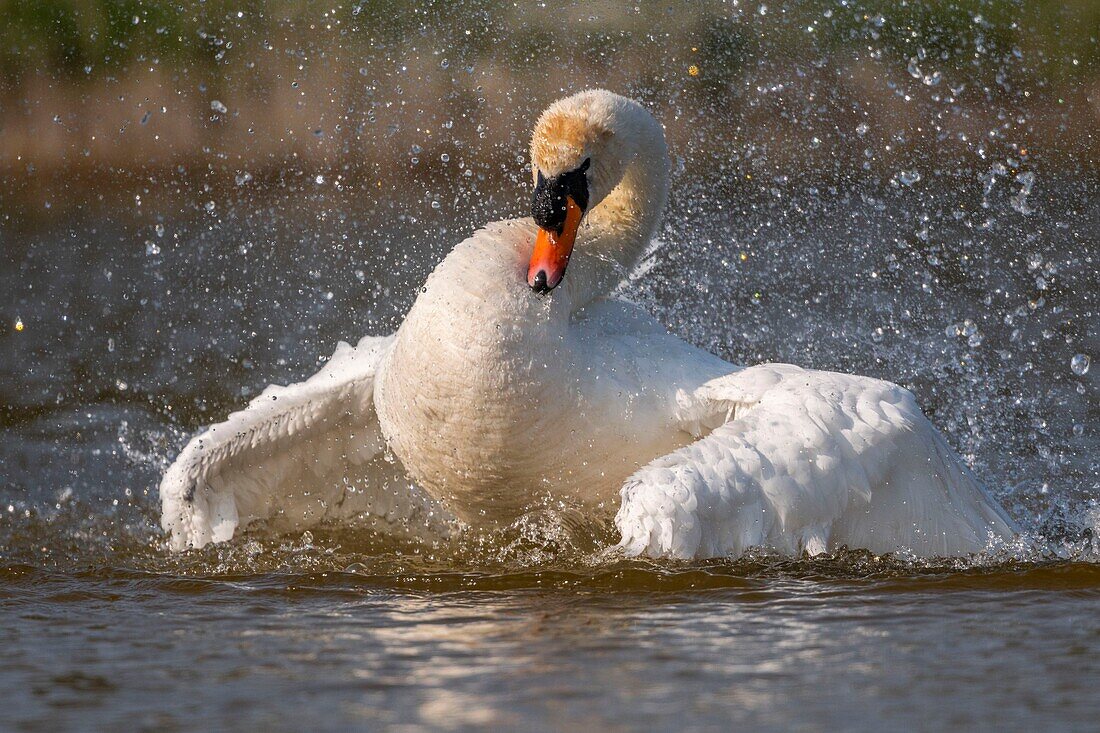 France,Somme,Baie de Somme,Baie de Somme Nature Reserve,Marquenterre Ornithological Park,Saint Quentin en Tourmont,Mute Swan (Cygnus olor Mute Swan) bath (toilet)