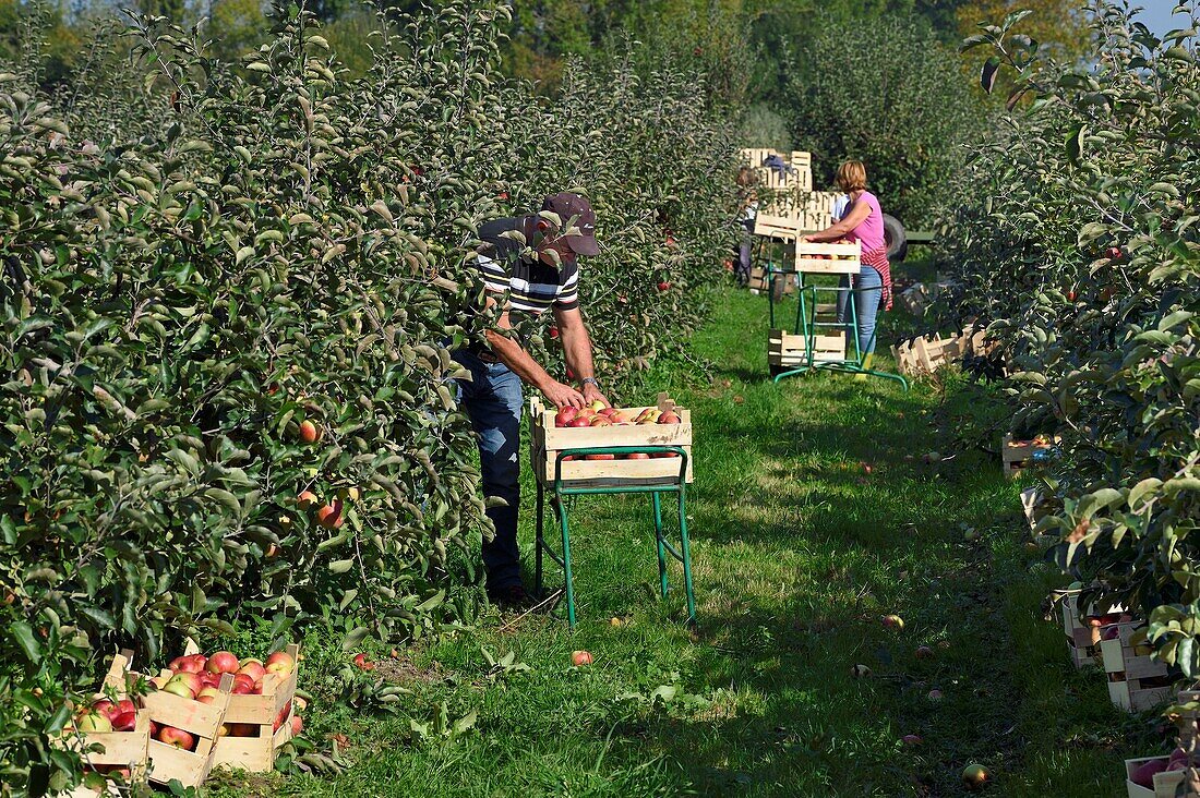 Frankreich,Seine-Maritime,Pays de Caux,Regionaler Naturpark Normannische Seine-Mäander,Jumieges,Apfelbäume der Obstroute in den Obstgärten entlang der Seine,Apfelernte in einem Ort namens Le Conihaut