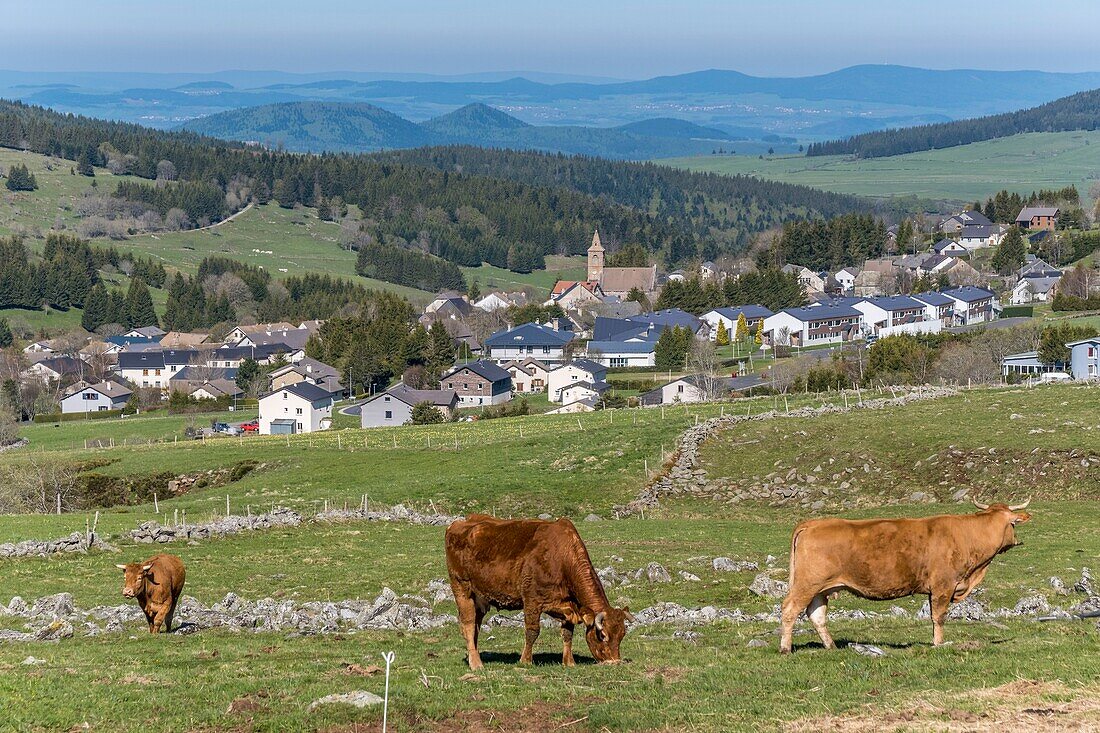 Frankreich,Haute Loire,Les Estables,Fin Gras von Mezenc,Parc Naturel Regional des Monts d'Ardeche (Regionales Naturschutzgebiet der Berge der Ardeche) ,Vivarais,Gebiet Sucs