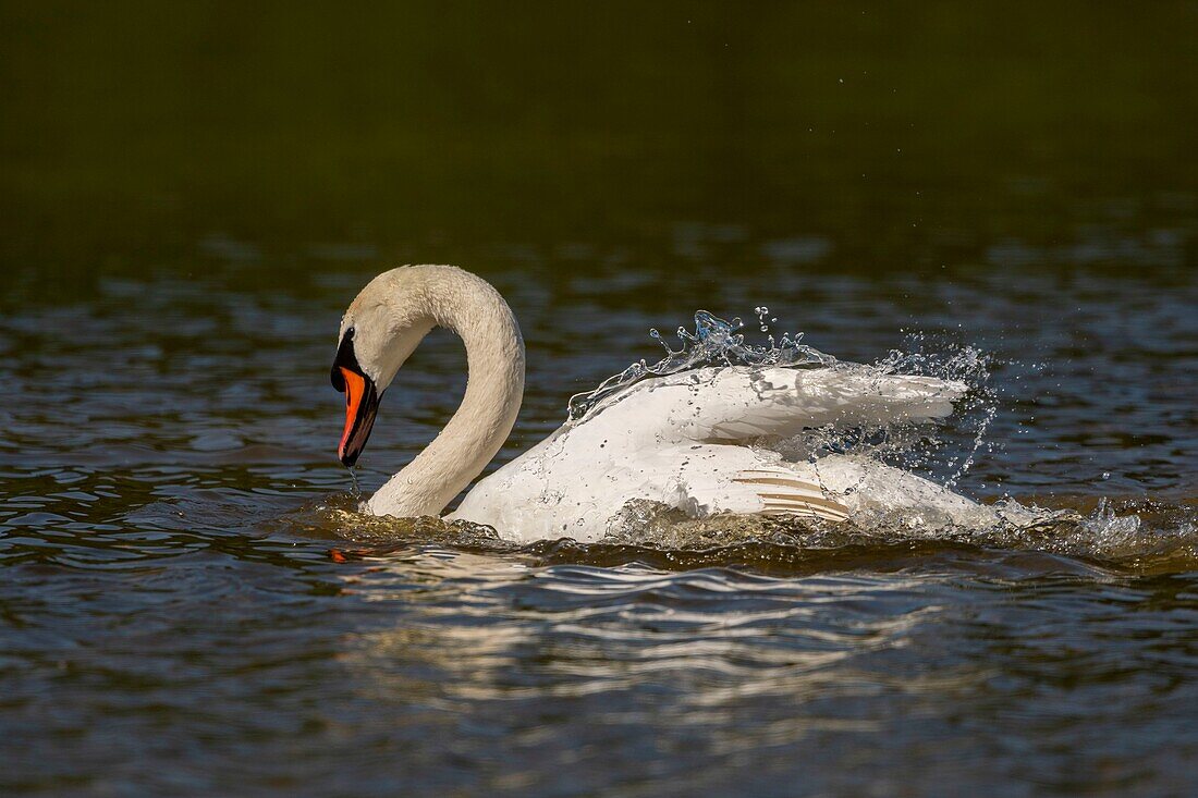 Frankreich,Somme,Bucht von Somme,Naturschutzgebiet der Bucht von Somme,Ornithologischer Park von Marquenterre,Höckerschwan (Cygnus olor) badet (Toilette)