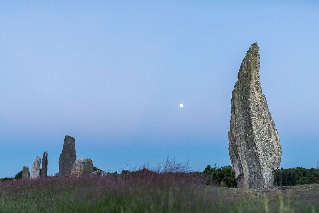 France,Ille et Vilaine,Saint-Just,protected natural area the moors of Cojoux and its megalithic alignments at dusk