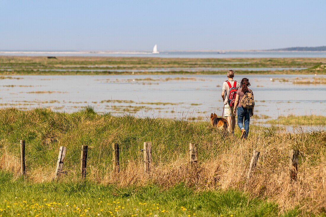 Frankreich,Somme,Baie de Somme,Saint Valery sur Somme,Kap Hornu,Hochwasser,das Meer dringt in die Wiesen und schwimmenden Jagdhütten zurück,die Vögel (Reiher,Löffler,...) kommen, um die Fische zu fangen, die in den Teichen gefangen sind,während die Spaziergänger von dem Schauspiel profitieren