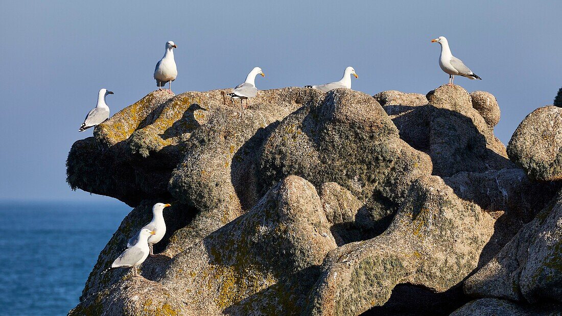 Frankreich,Finistere,Iroise Meer,Iles du Ponant,Parc Naturel Regional d'Armorique (Regionaler Naturpark Armorica),Ile de Sein,mit der Bezeichnung Les Plus Beaux de France (Das schönste Dorf Frankreichs),Möwe (Larus marinus) auf einem Felsen