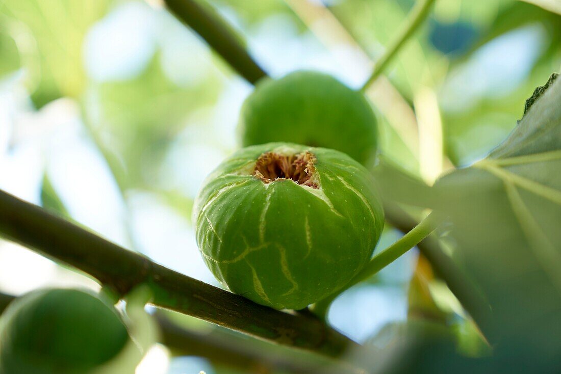 France,Aveyron,Najac,Fig