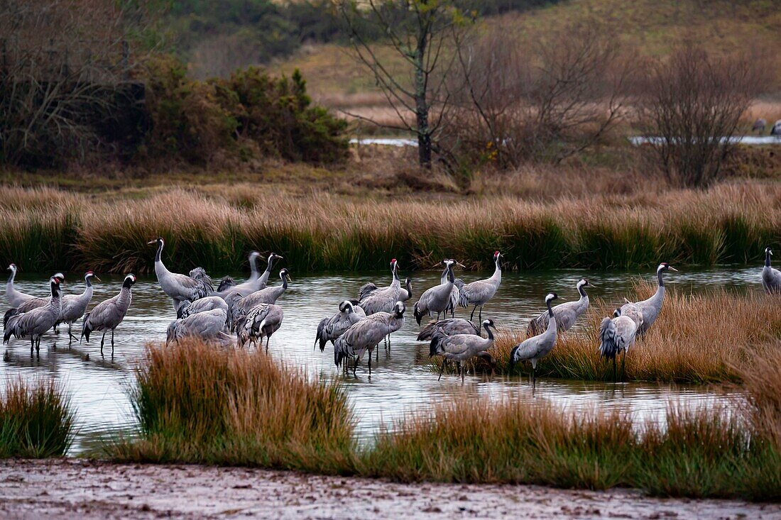 France,Landes,Arjuzanx,created on the site of a former lignite quarry,the National Nature Reserve of Arjuzanx welcomes tens of thousands of cranes (Grus grus) each year,the time of a wintering