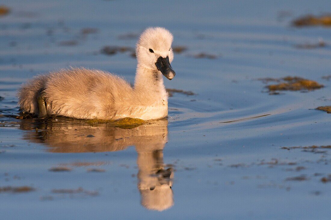 France,Somme,Somme Bay,Crotoy Marsh,Mute Swan Family (Cygnus olor - Mute Swan) with babies