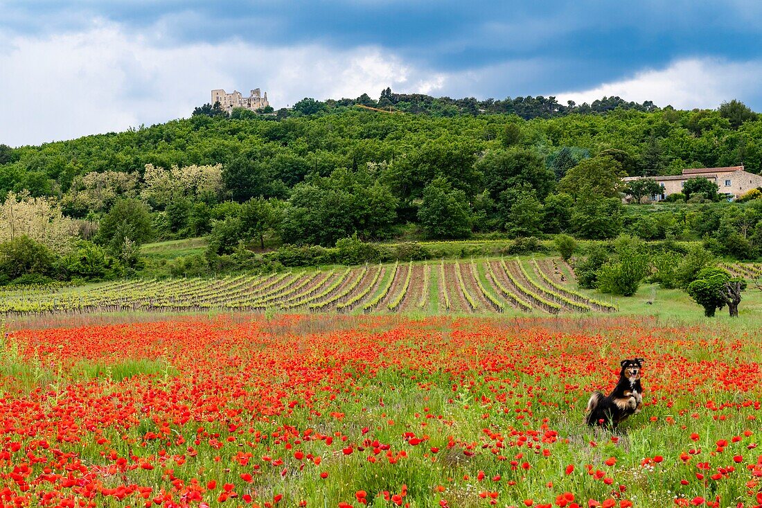 France,Vaucluse,Luberon regional park,Lacoste city and the valley of Lacoste,dog in poppy field