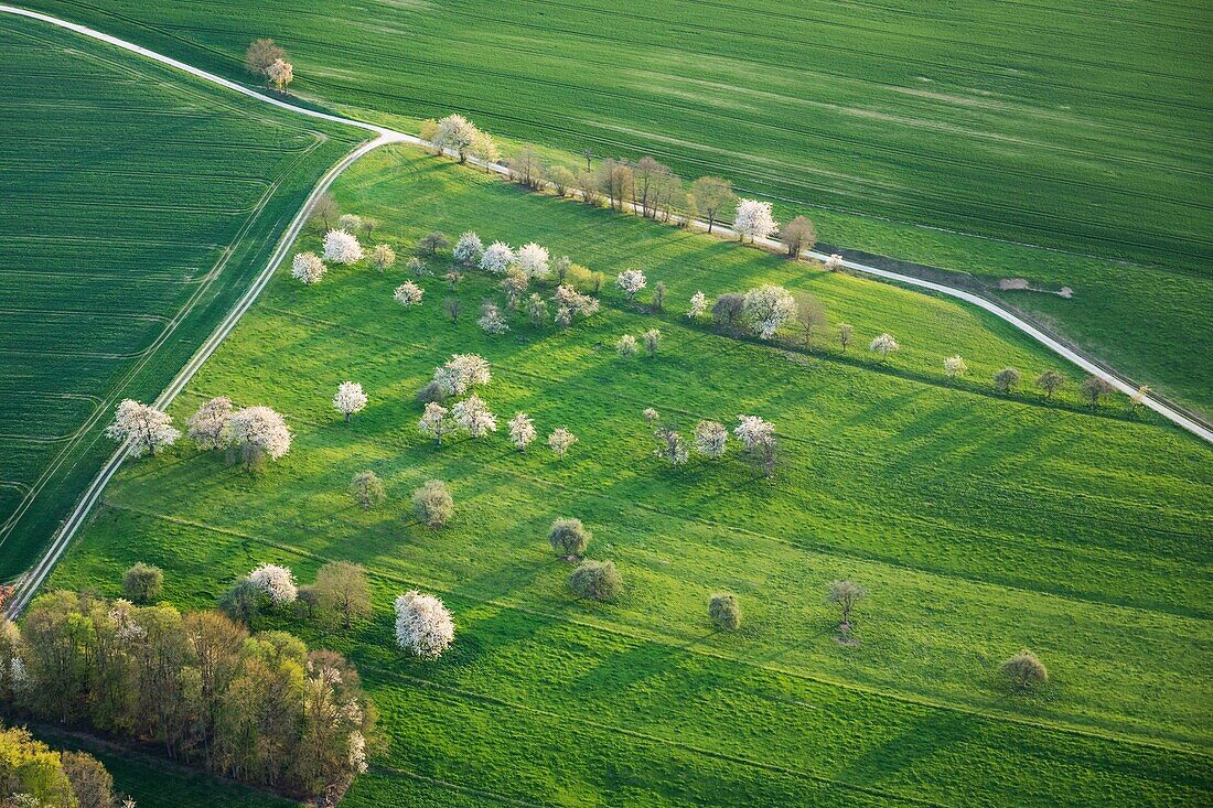 France,Haut Rhin,Sundgau cherry blossom (aerial view)