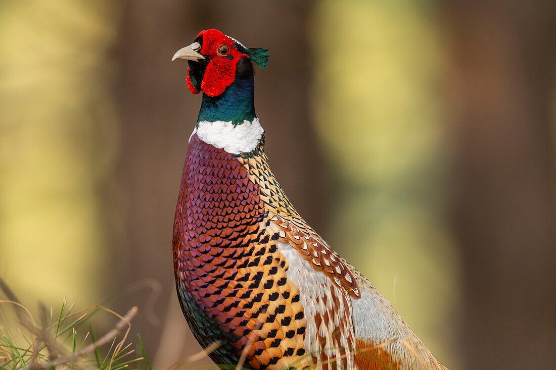 France,Somme,Baie de Somme,Baie de Somme Nature Reserve,Marquenterre Ornithological Park,Saint Quentin en Tourmont,Common Pheasant (Phasianus colchicus)