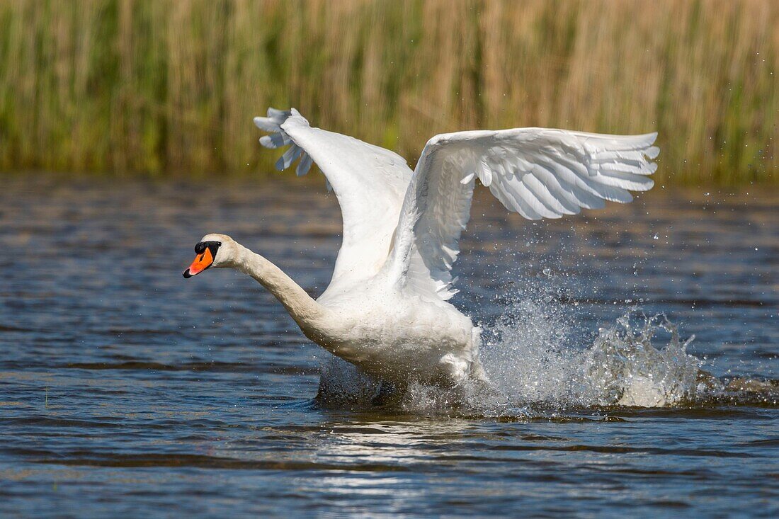 115/5000 France,Somme,Somme Bay,Crotoy Marsh,Mute Swan (Cygnus olor - Mute Swan) at take off (flight)