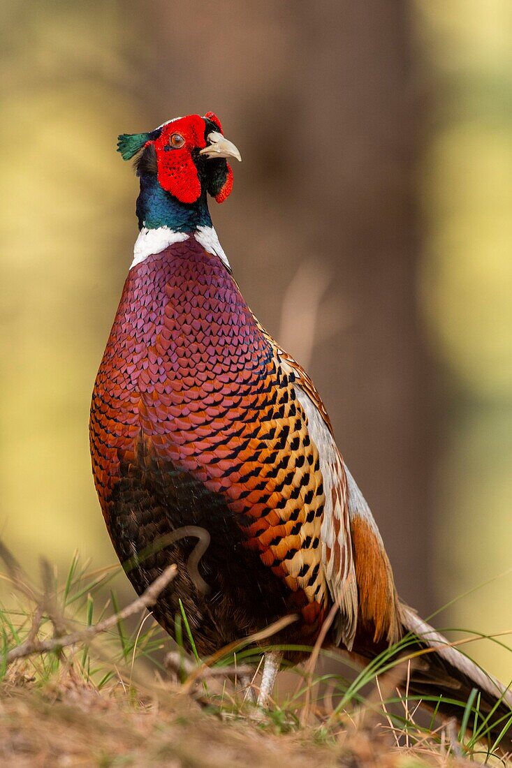 France,Somme,Baie de Somme,Baie de Somme Nature Reserve,Marquenterre Ornithological Park,Saint Quentin en Tourmont,Common Pheasant (Phasianus colchicus)