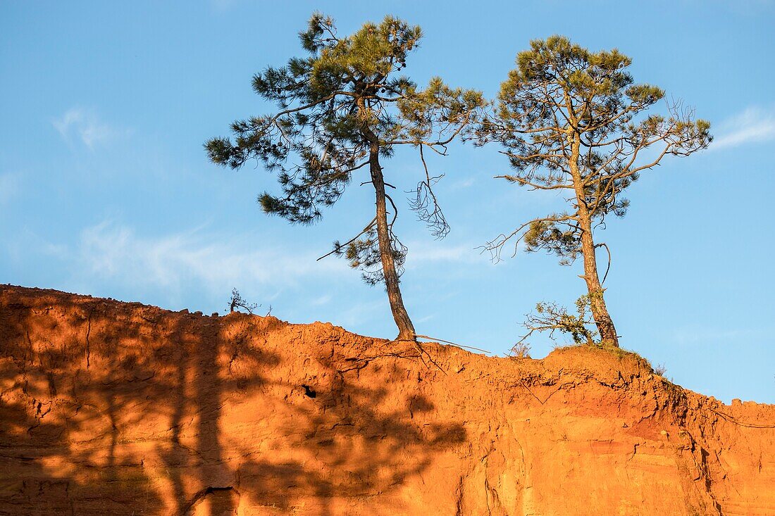 France,Vaucluse,regional natural park of Luberon,Roussillon,labeled the most beautiful villages of France,ocher cliff and maritime pine (Pinus pinaster)