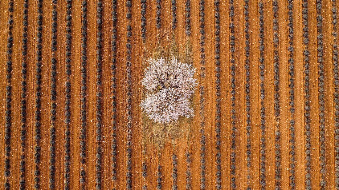 Frankreich,Alpes de Haute Provence,Regionaler Naturpark Verdon,Plateau de Valensole,Puimoisson,Lavendel- und Mandelblütenfeld (Luftaufnahme)