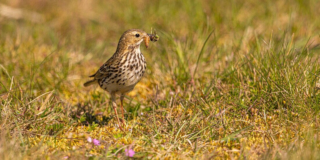 France,Somme,Baie de Somme,Cayeux sur Mer,The hâble d'Ault,Meadow pipit (Anthus pratensis Meadow Pipit)