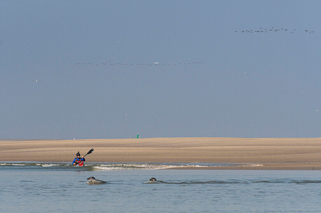 Frankreich,Somme,Baie de Somme,Le Hourdel,Indonesische Kanus und Kajaks bei Flut,die Boote kommen, um die Strömung und die Gezeiten am Eingang der Bucht abzuwarten und dann mit Hilfe der starken Strömung hinaufzufahren,manchmal in Begleitung von Robben,manche lassen ihr Boot auf den Sandbänken liegen, um die von der Flut vertriebenen Vögel zu beobachten