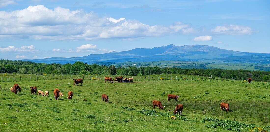 France,Cantal,Regional Natural Park of the Auvergne Volcanoes,monts du Cantal (Cantal mounts),vallee de Cheylade (Cheylade valley),lanscape near Lugarde village