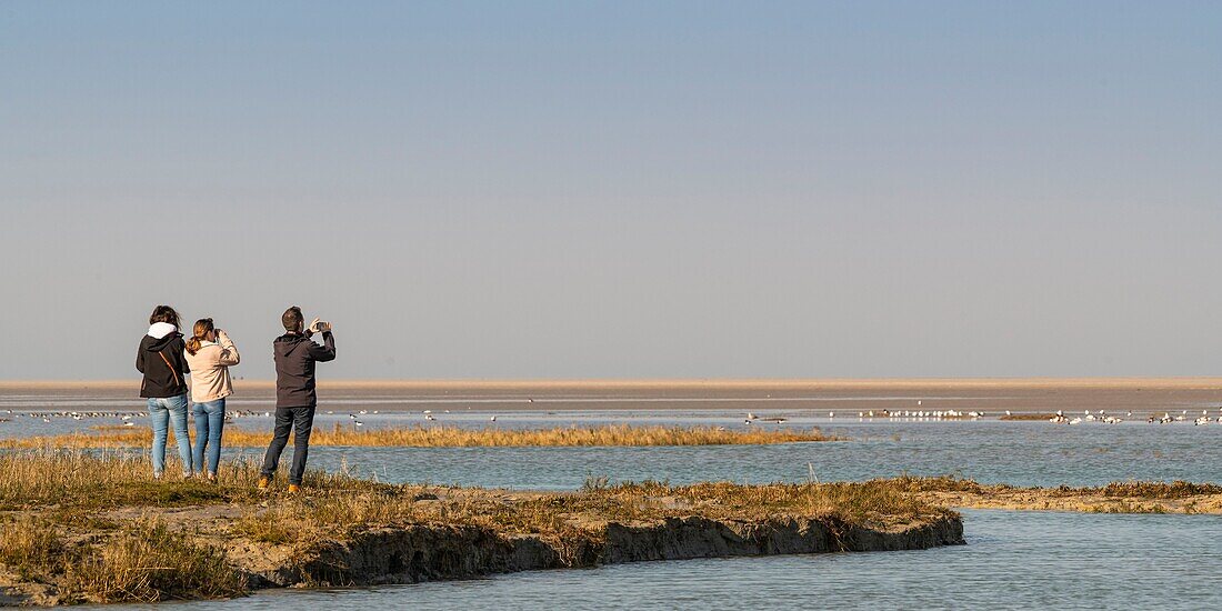 Frankreich,Somme,Bucht von Somme,Naturschutzgebiet der Bucht von Somme,Le Crotoy,Strände von Maye,Spaziergänger, die bei Flut die Vögel der Bucht von Somme im Naturschutzgebiet beobachten