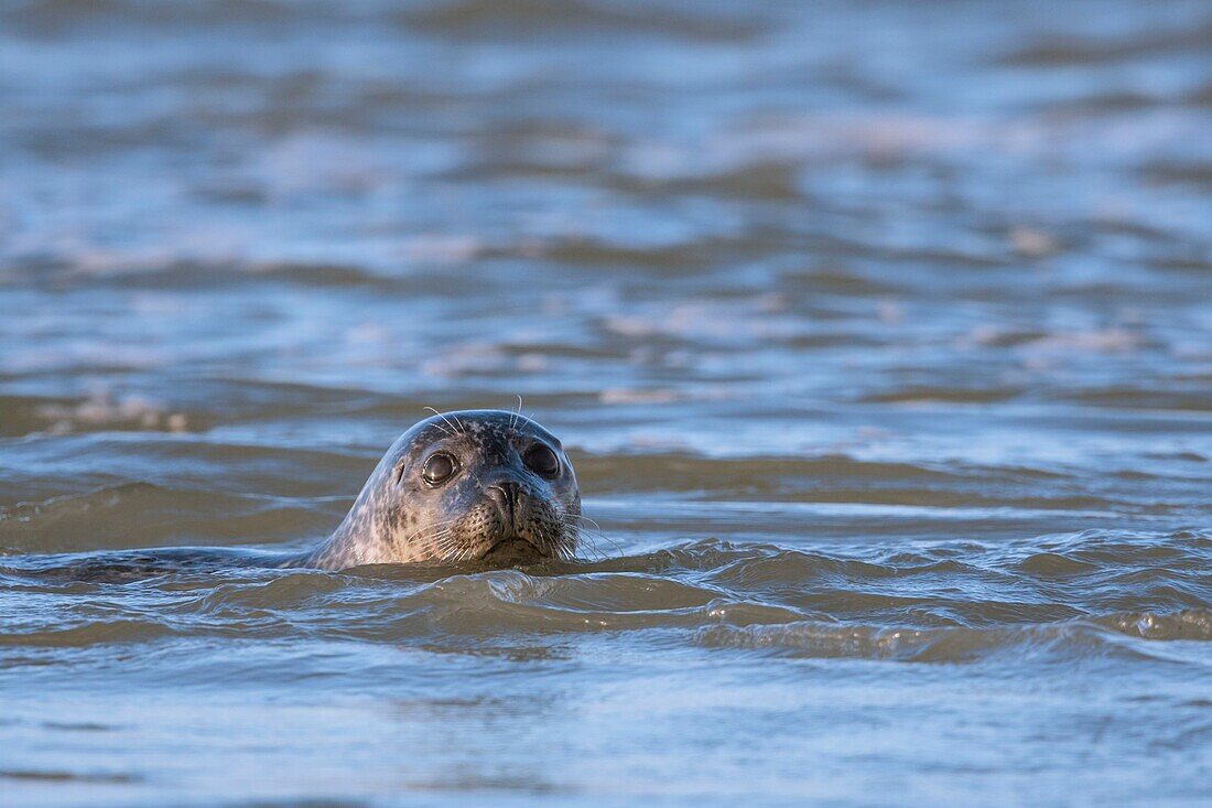 France,Pas de Calais,Cote d'Opale,Authie Bay,Berck sur mer,common seal (Phoca vitulina) swimming