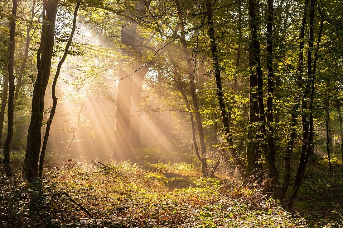 Frankreich,Somme,Wald von Crécy,Crécy-en-Ponthieu,Der Wald von Crécy und seine Buchen, die für die Qualität ihres Holzes berühmt sind (die Weißbuche von Crécy), im Frühherbst, während die Sonnenstrahlen den Nebel durchdringen